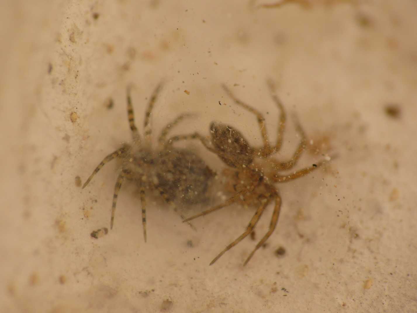 Oecobius sp.